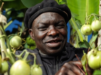 Roger harvest his tomatoes.
