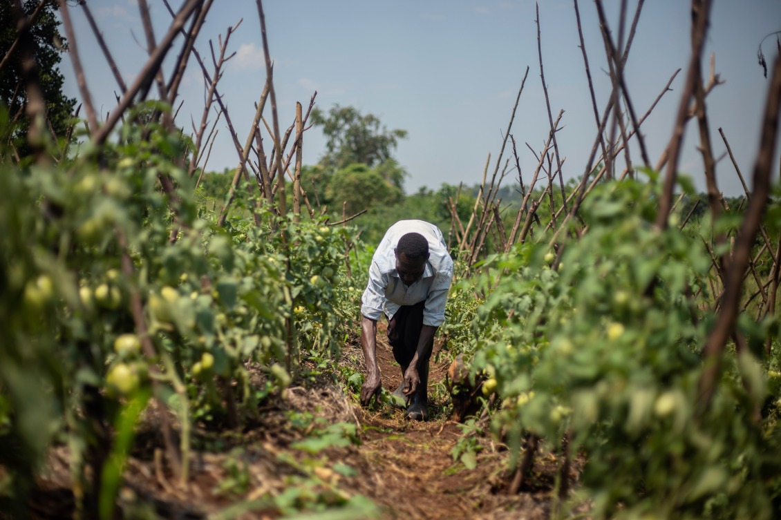 A man weeds in his fields.