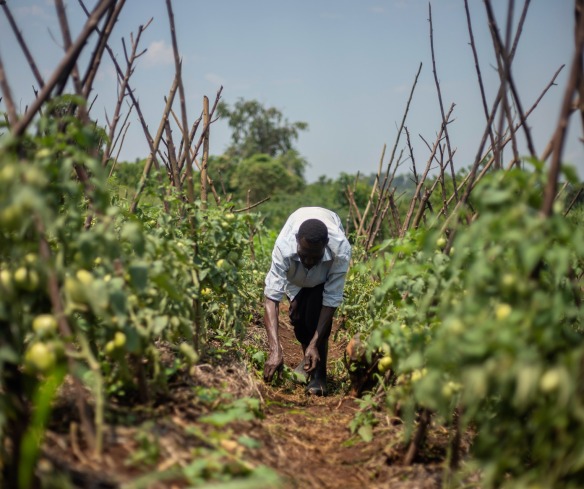 A farmer in the field