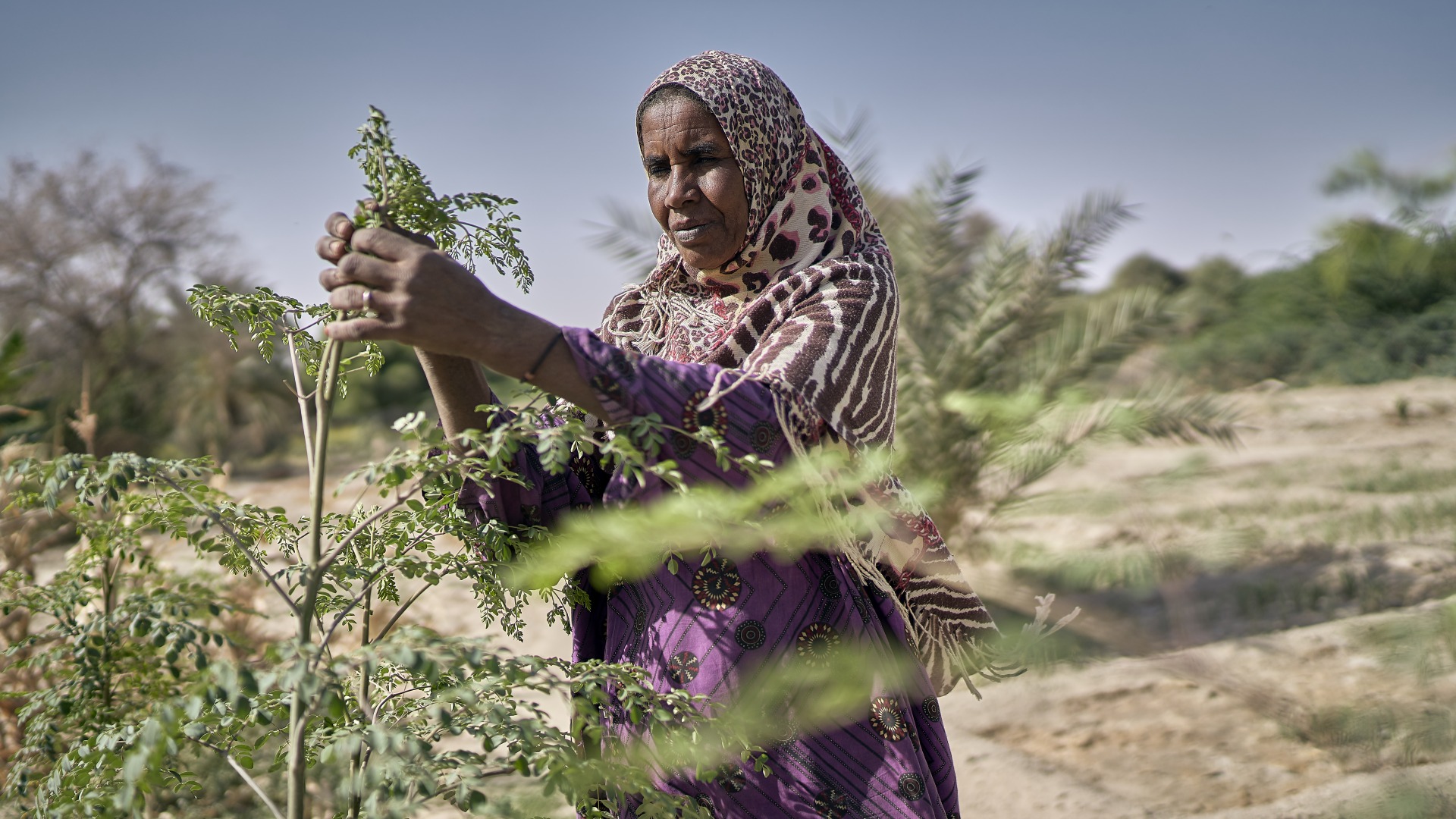 A woman cultivates her crops.