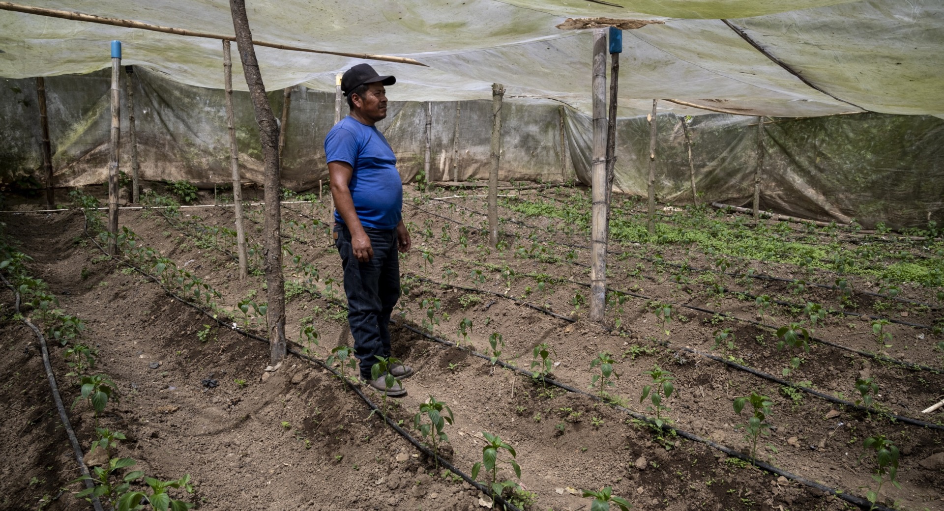 A man in a greenhouse in Guatemala.
