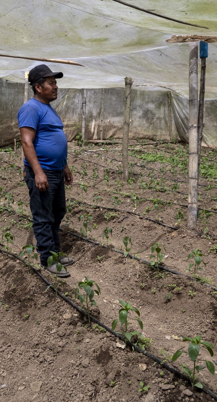 A man in a greenhouse in Guatemala.