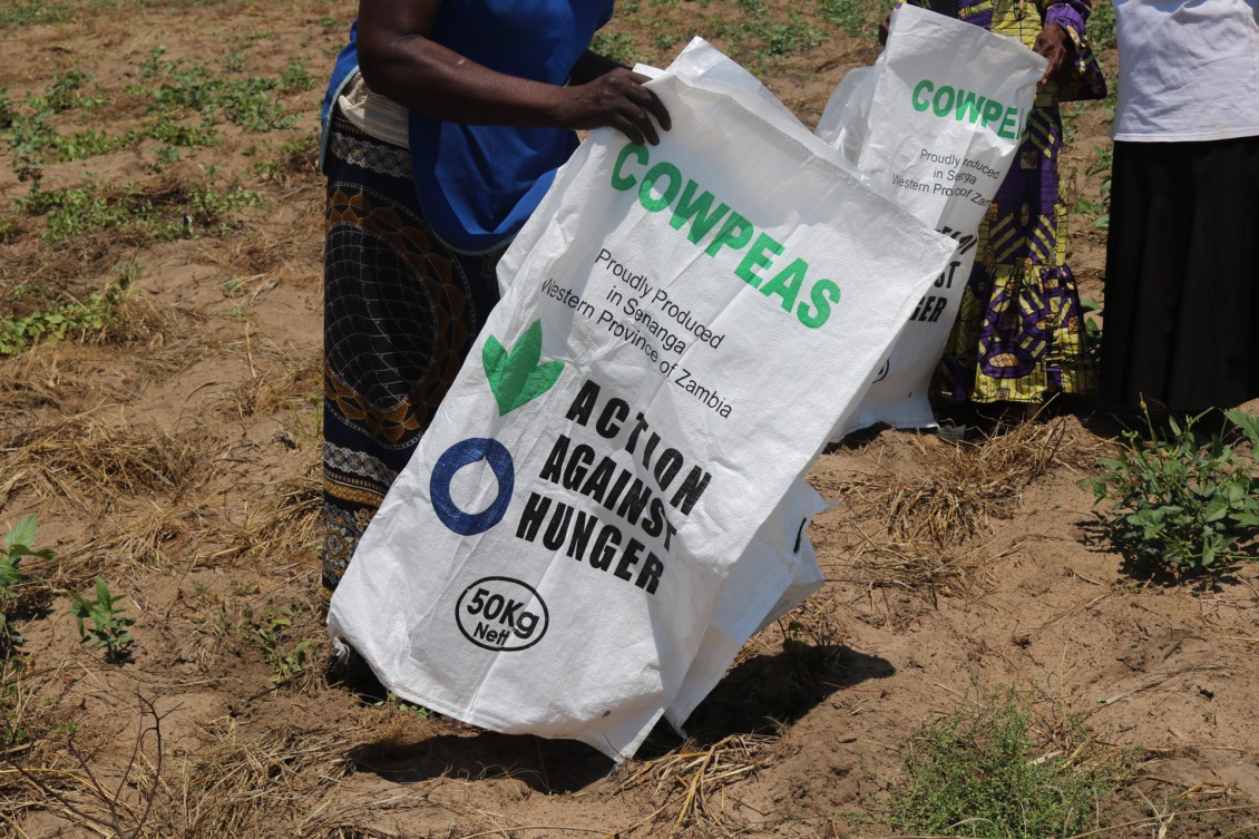 Cowpeas are planted in Zambia because they are drought resistant.