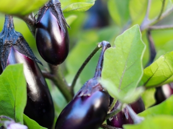 Eggplants growing in a garden