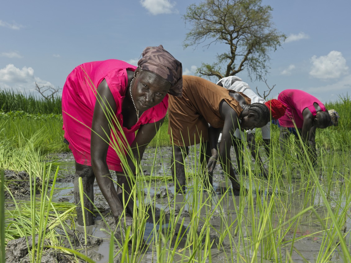 Nyaok Dieng, 34, plants rice in the Action Against Hunger rice paddy.