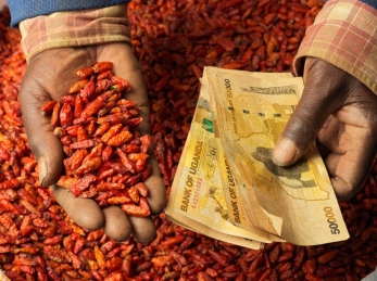 Two hands holding cash and red chilis.
